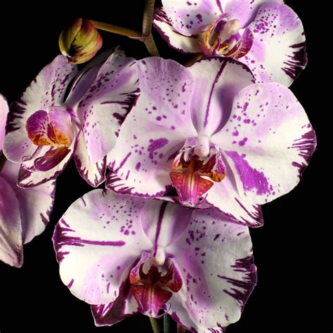 Phalaenopsis mghuc art